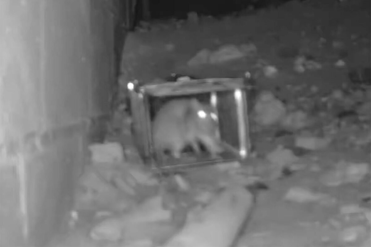 Are ‘super Mice’ Invading Your Home? The Shocking Truth About Rodenticide Resistance!