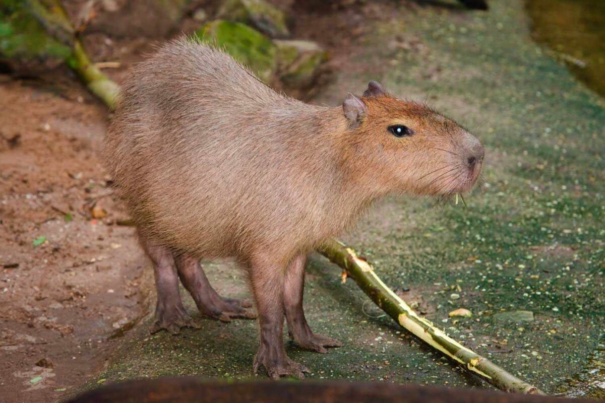 Mystery Deepens: What’s Next For Samba, The Elusive Animal Who Just Broke