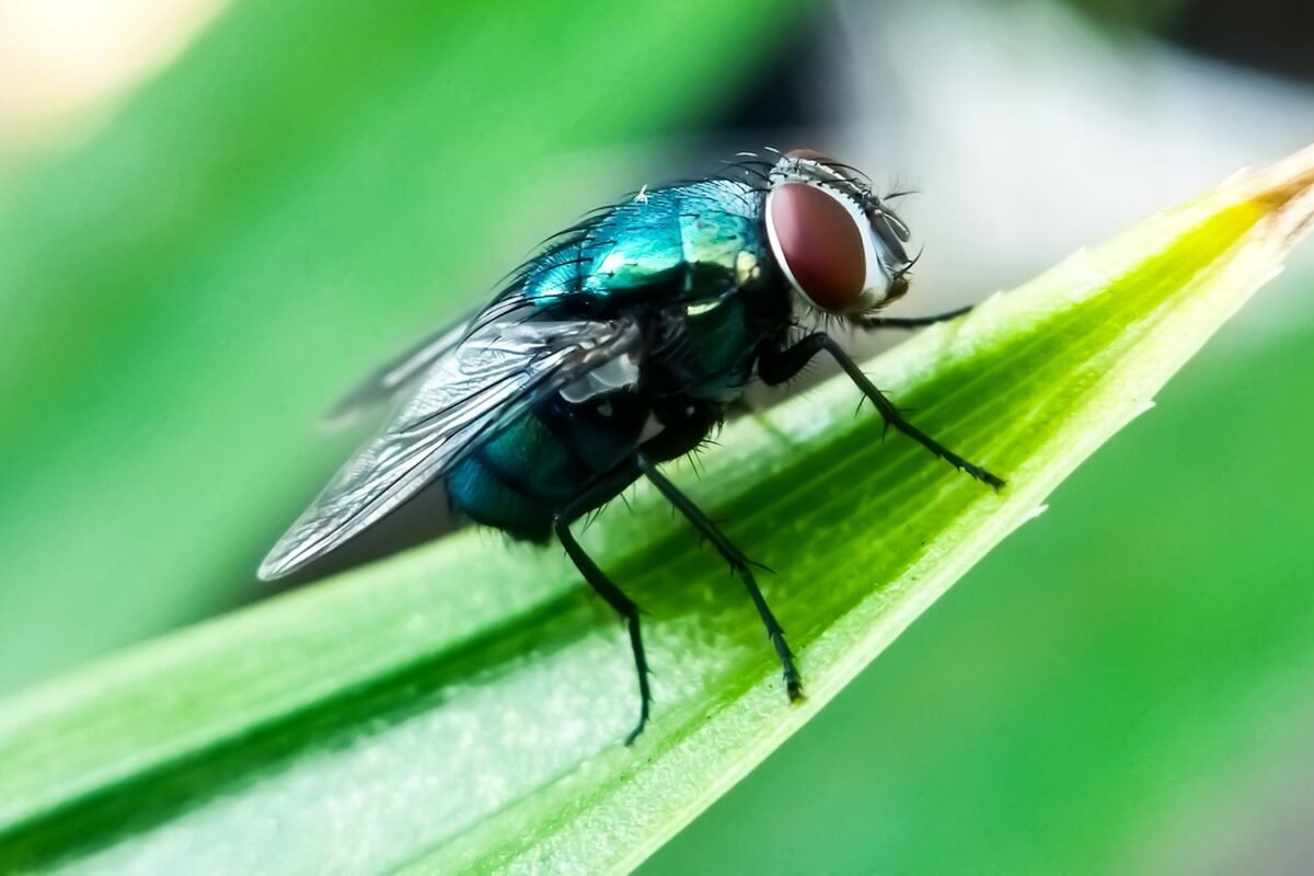 Cdc Shock Warning: Are These The Hidden Entry Points Parasites Use To