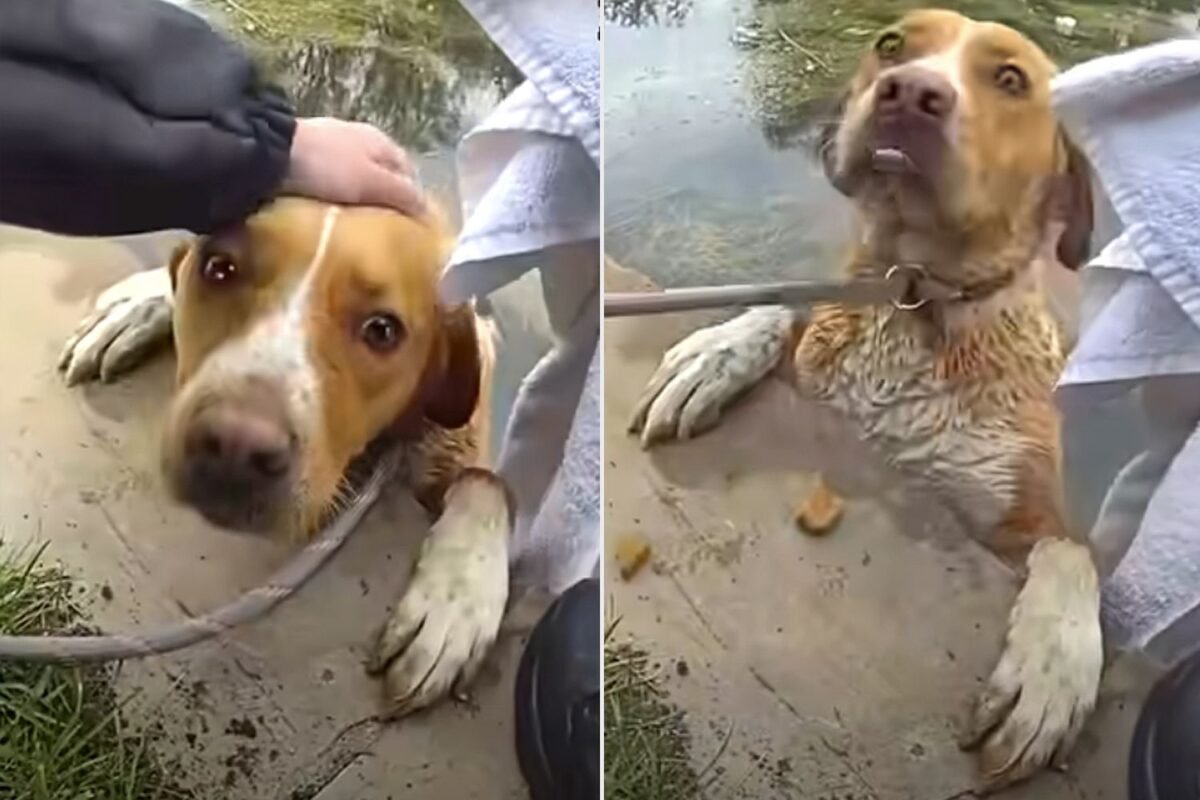 Is This Colorado Police Dog Rescue The Most Viral Moment Of The