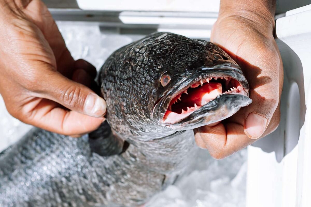 Forget Jaws: This Sharp Toothed Monster Has No Predators & Can Live Out