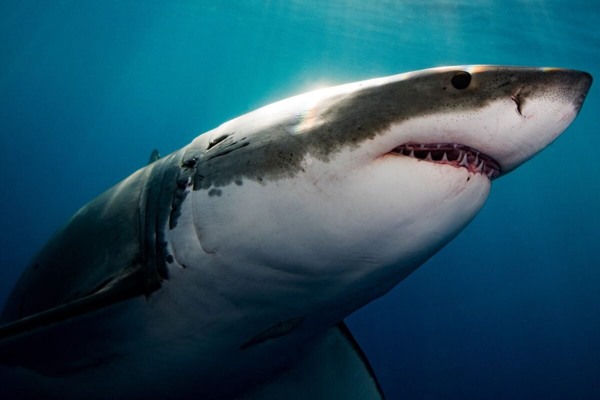Did This Surfer Just Survive A Shark Attack?! His Terrifying Account Of