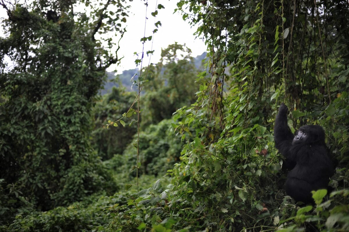 Frontline Fury: Can Virunga’s Brave Rangers Survive This Dual Crisis? Hold Up,
