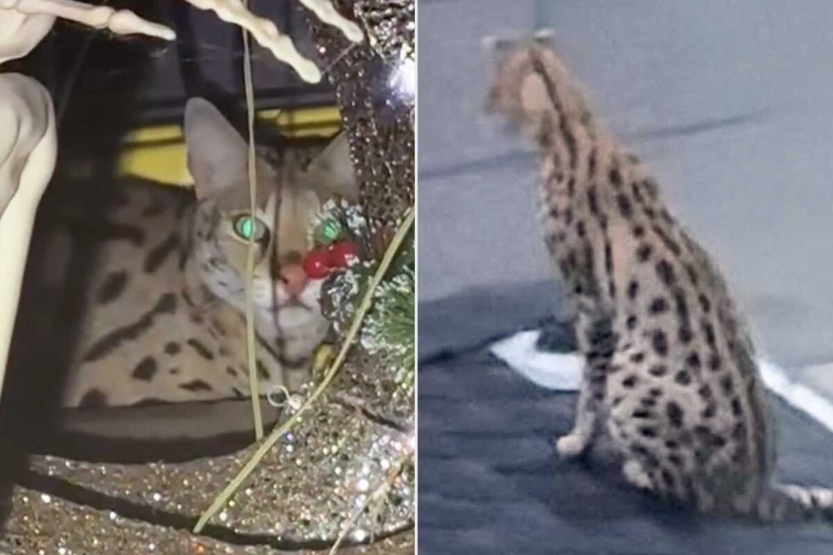Is Your Pet A Fugitive? Vancouver Police Issue Urgent Warning For Neighbors!