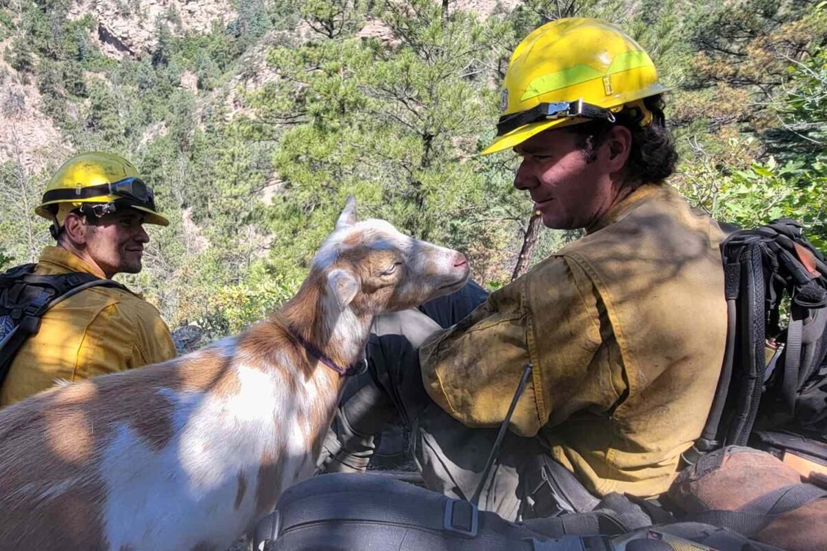 Could This Adorable Pup Be The Next Big Thing At Colorado Springs