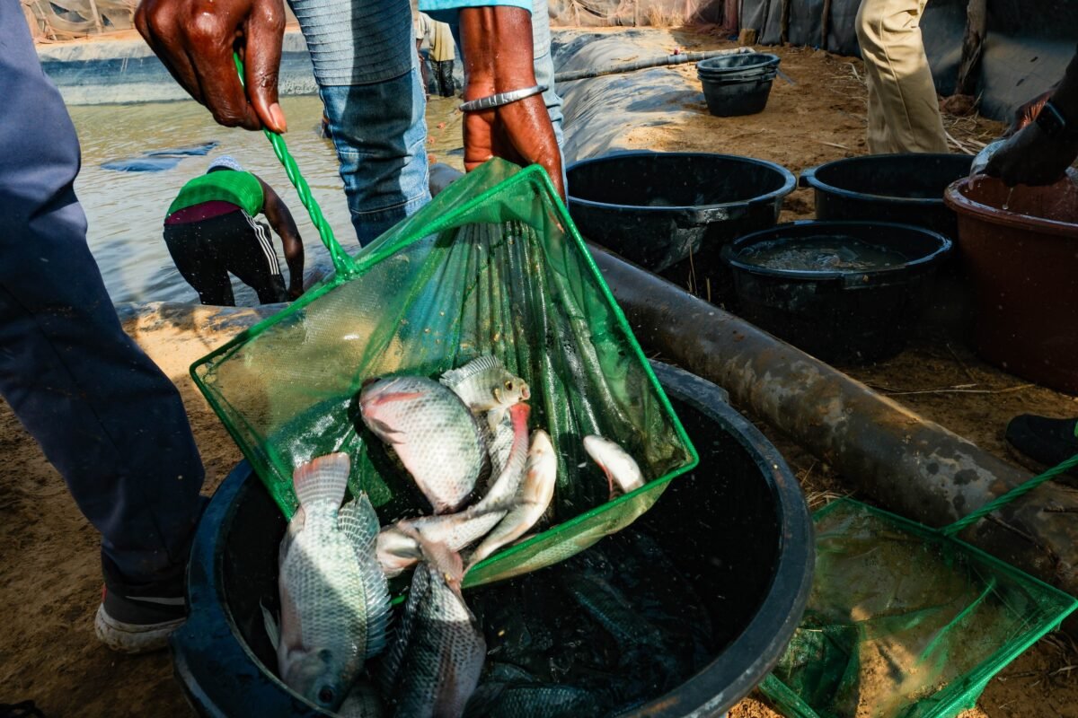 Can Fish Revolutionize Farming In Senegal And Fight Deadly Parasites? The Shocking