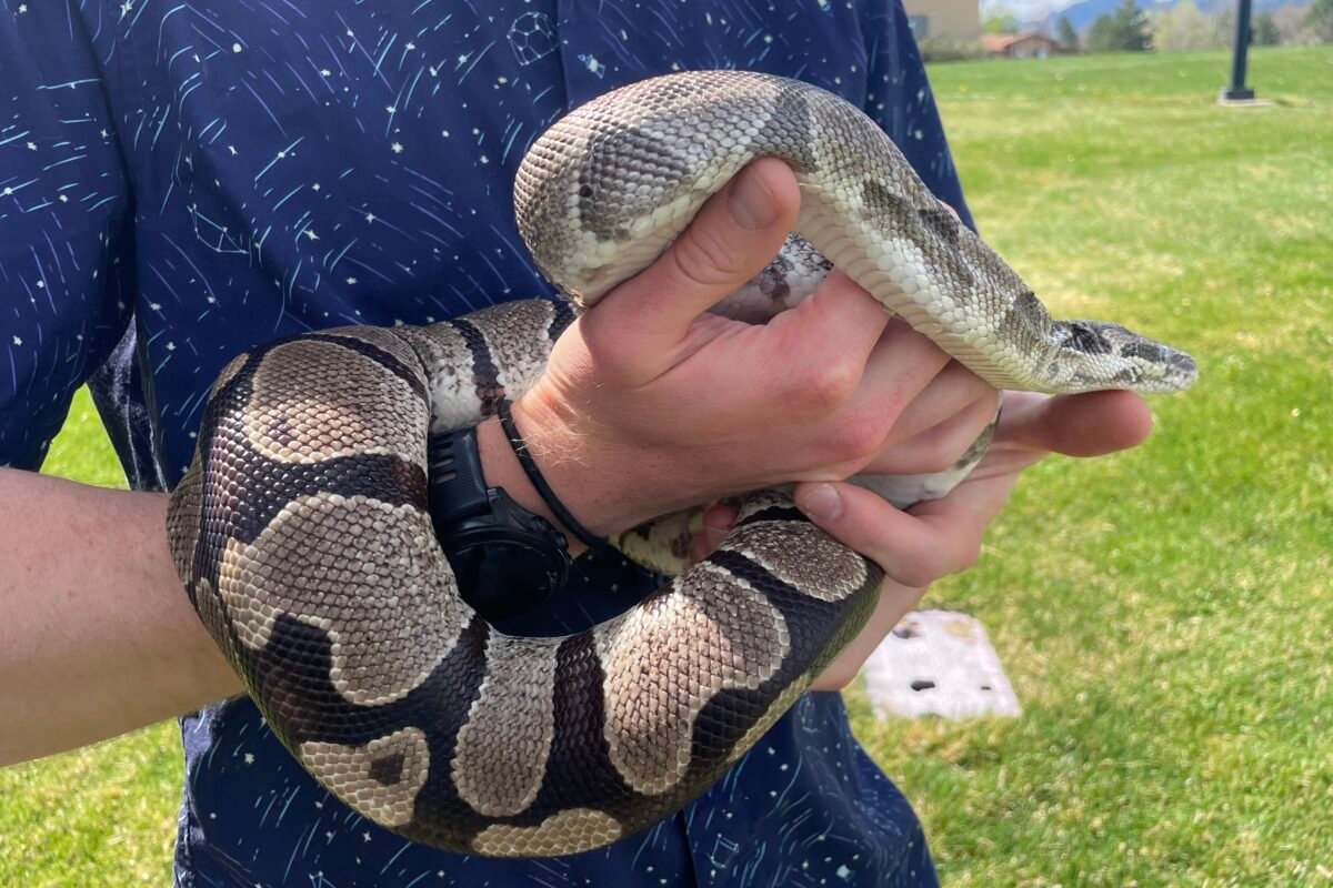 Months Without Eating? Uncover The Extreme Survival Hacks Of These Incredible Snakes!