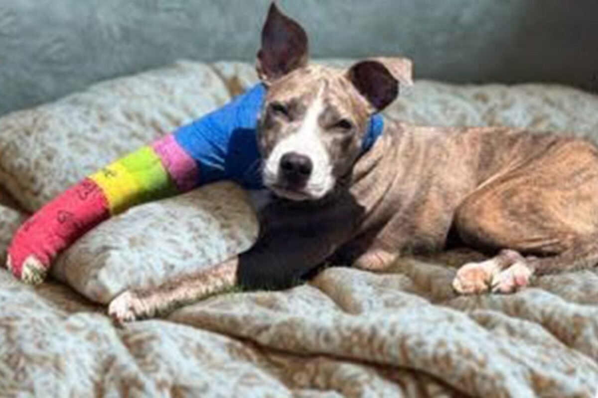 Can This ‘broken Little Puppy’ Survive? The Heartbreaking Truth From An Ohio