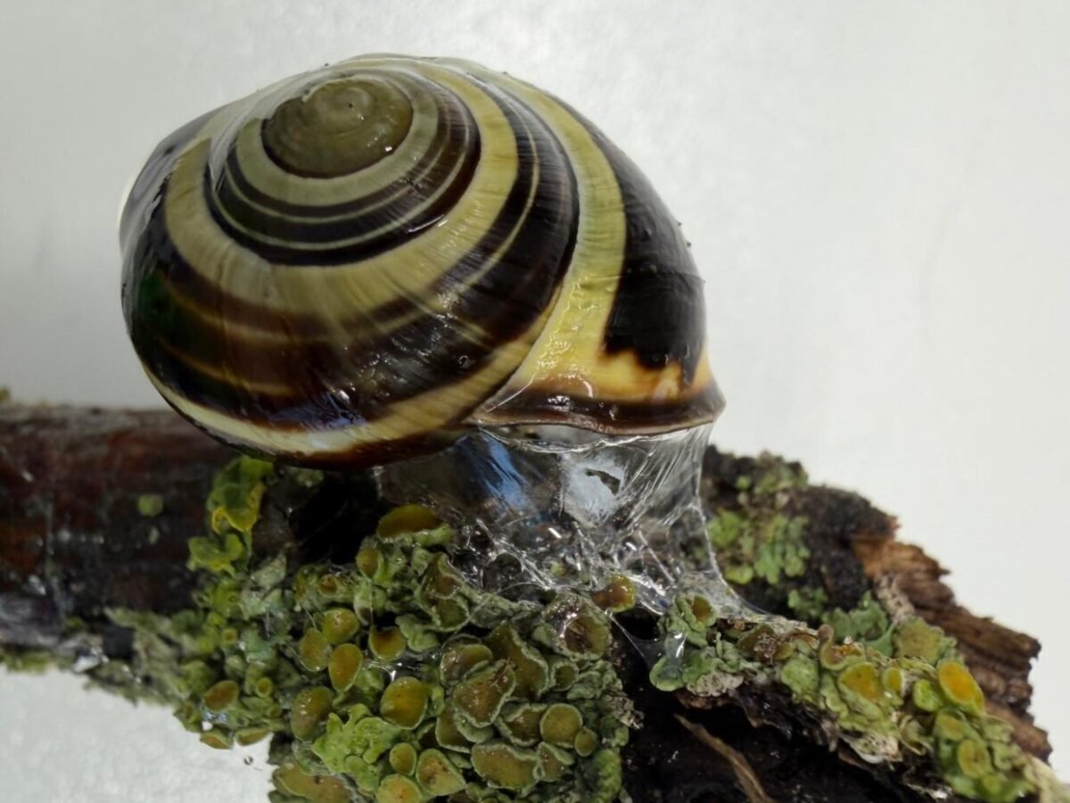 Is Snail Slime The Secret To Revolutionary New Materials? Prepare To Be